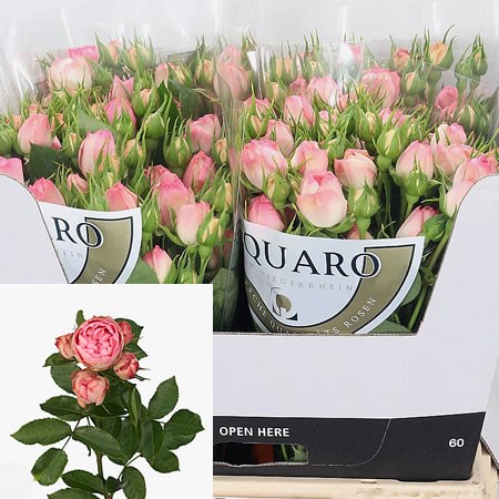 Rose Spray Lovely Rokoko