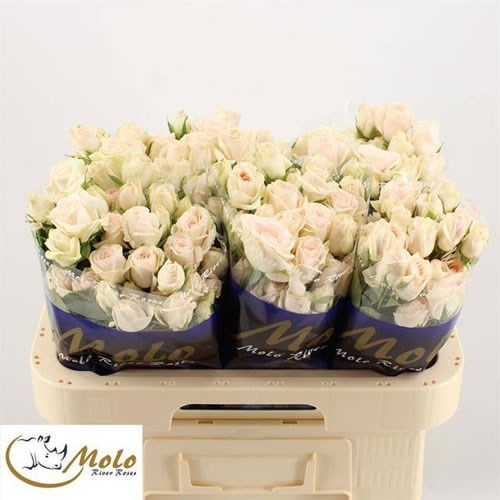 Rose Spray Loves Me Paulas Champagne Delight
