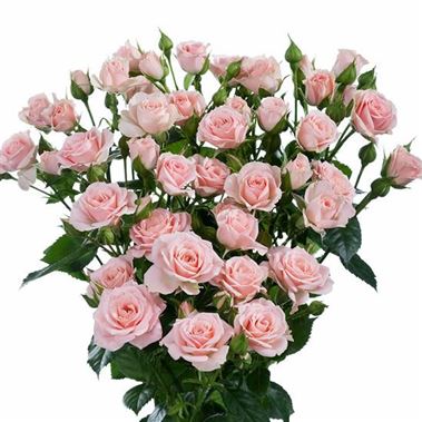 Rose Spray Lydia