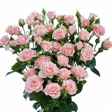 Rose Spray Lydia