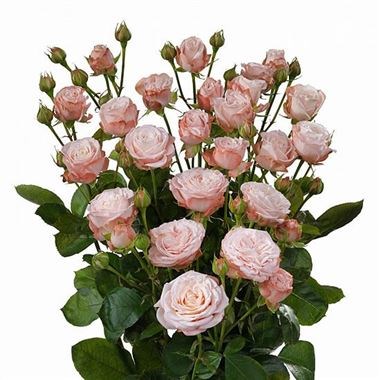 Rose Spray Madam Bombastic