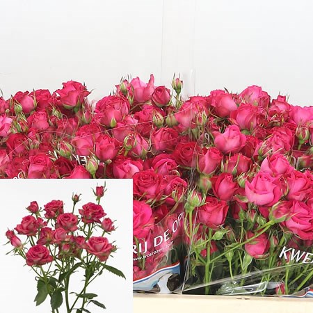 Rose Spray Magic Pepita
