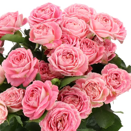 Rose Spray Magic Strike