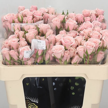 Rose Spray Majolika Pink (Ecuador)