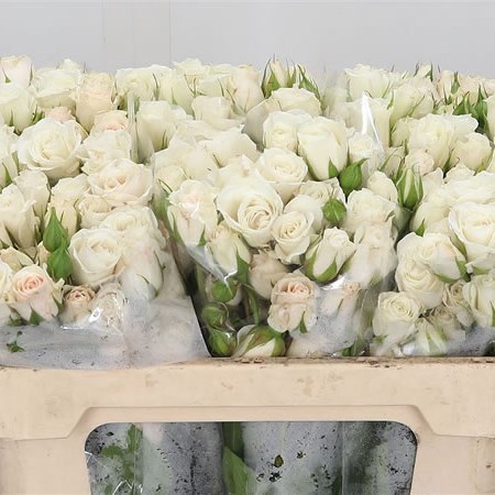 Rose Spray Majolika White (Ecuador)