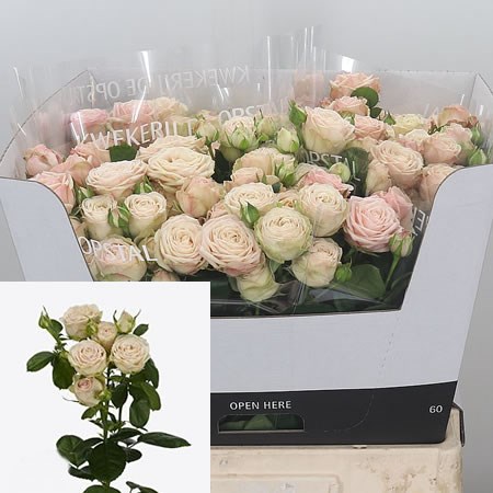 Rose Spray Malaya 70cm | Wholesale Dutch Flowers & Florist Supplies UK