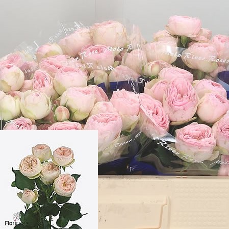 Rose Spray Mansfield Park