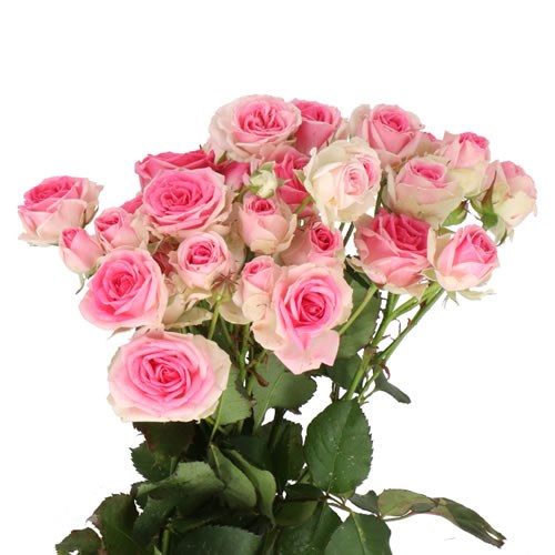 Rose Spray Mimi Eden