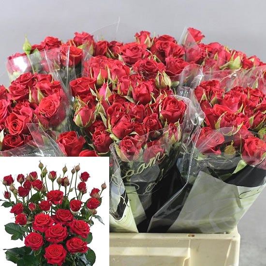 Red Marabel Spray Roses Rose Spray Mirabel 50cm | Wholesale Flowers & Florist Supplies UK