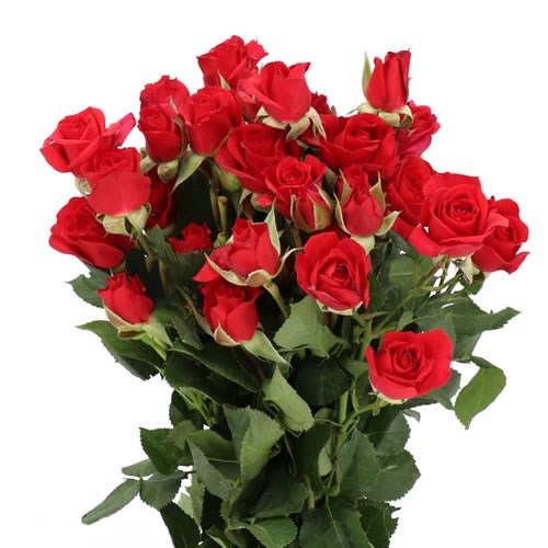 Rose Spray Mirabel