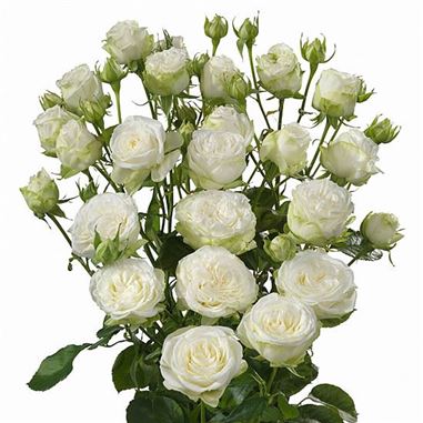Rose Spray Miss Bombastic