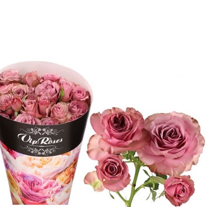 Rose Spray Mont Martre
