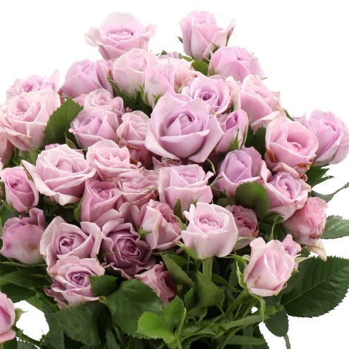 Rose Spray Nandi
