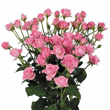 Rose Spray Nathalie