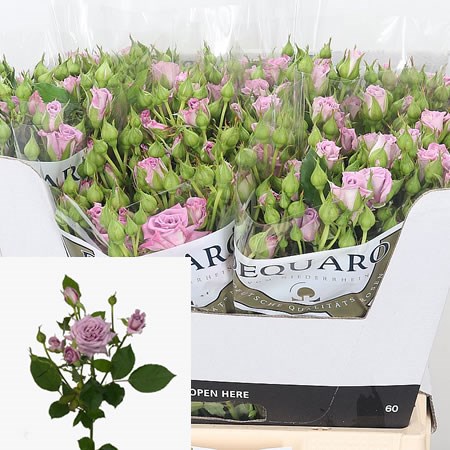 Rose Spray Ocean Mikado