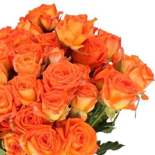 Rose Spray Orange Dimension
