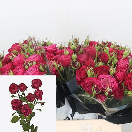 Rose Spray Party Trendsetter