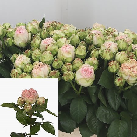 Rose Spray Pashmina Summer 60cm | Wholesale Dutch Flowers