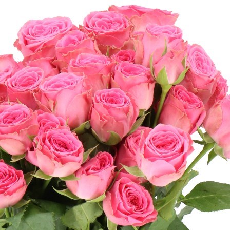Rose Spray Paulette