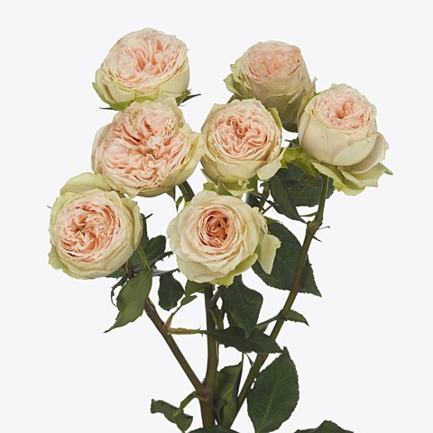 Rose Spray Pavlova