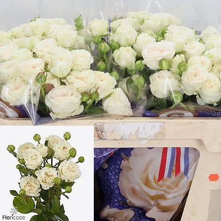 Rose Spray Pearl Diamond
