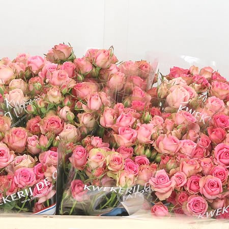 Rose Spray Pepita