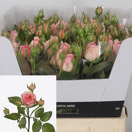 Rose Spray Persicum Piano