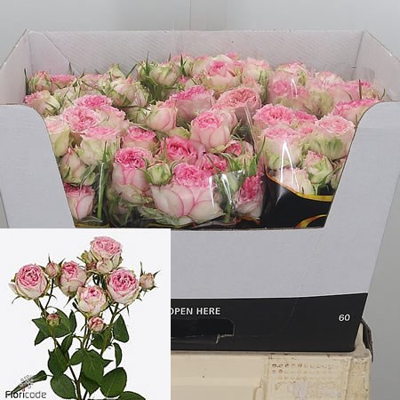 Rose Spray Pink Blossoms