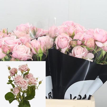 Rose Spray Pink Bubbles