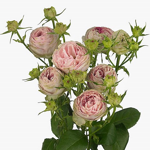 Rose Spray Pink Lace