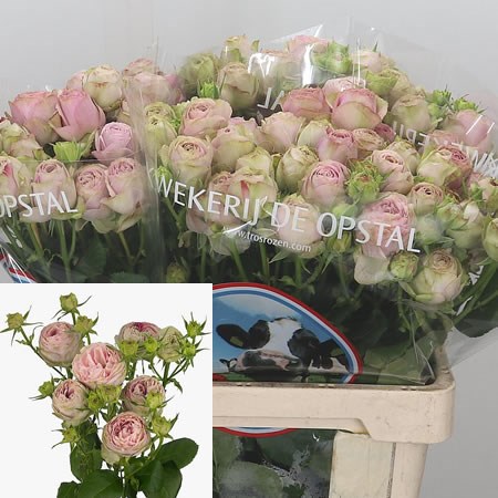 Rose Spray Pink Lace