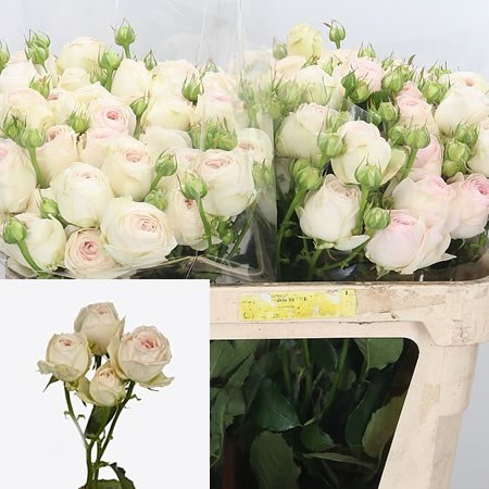 Rose Spray Porcelain Lace