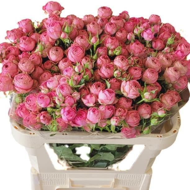 Rose Spray Pretty Giselle