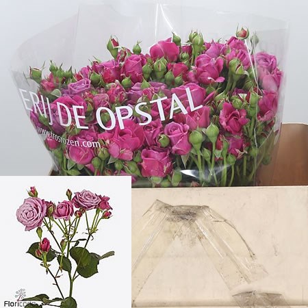 Rose Spray Purple Essence