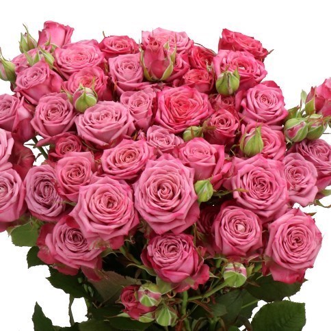 Rose Spray Purple Queen