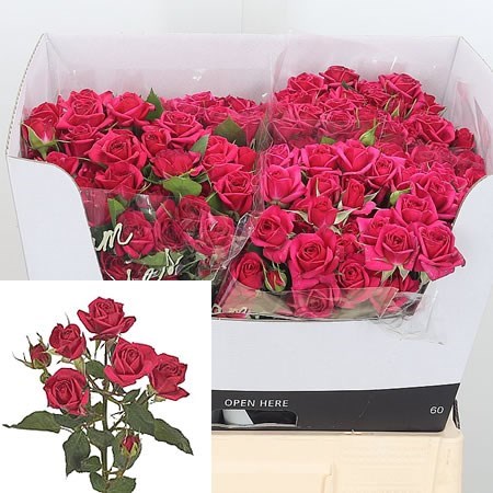 Rose Spray Quincy