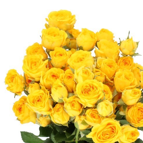 Rose Spray Ramona (Small Heads)