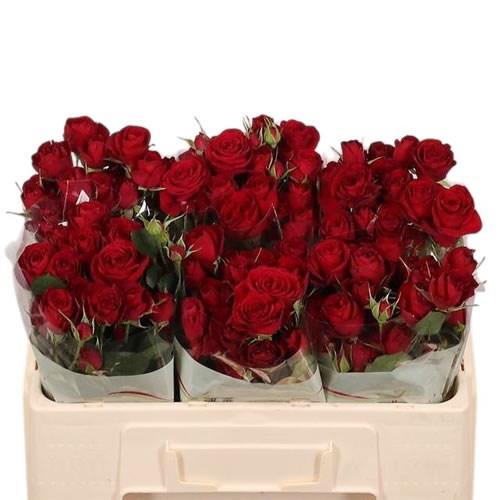 Rose (Spray) Red Trendsetter