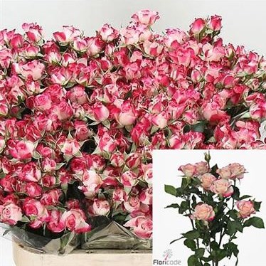 Rose Spray Reflex