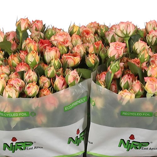 Rose Spray Romantic Rosever