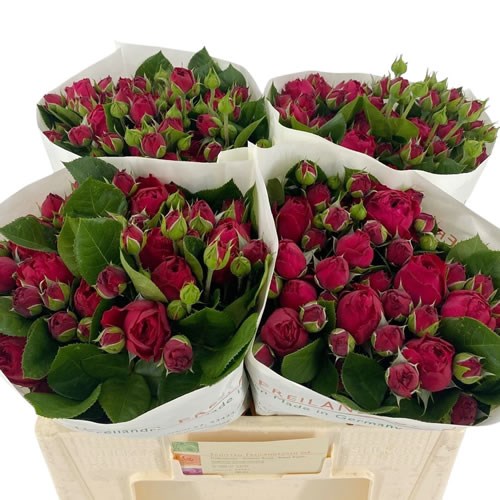 Rose Spray Royal Piano