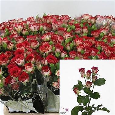Rose Spray Rubyella