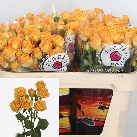 Rose Spray Rustigold