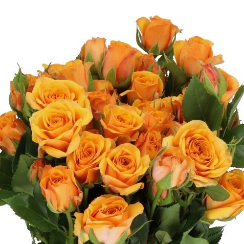 Rose Spray Saffron Smile 50cm | Wholesale Dutch Flowers & Florist