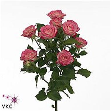 Rose Spray Safina