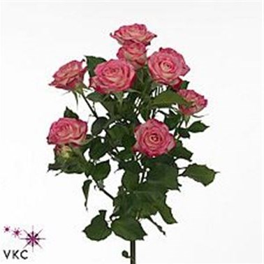 Rose Spray Safina