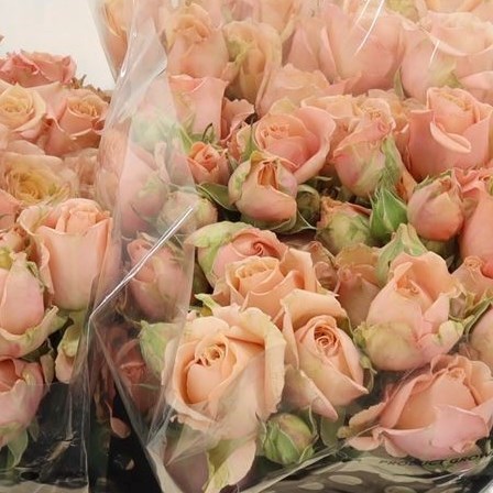 Rose Spray Sahara Sensation