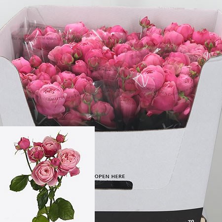 Rose Spray Silva Pink