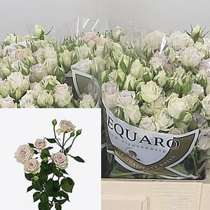 Rose Spray Silver Rain