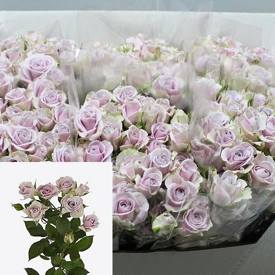 Rose Spray Silver Shadow